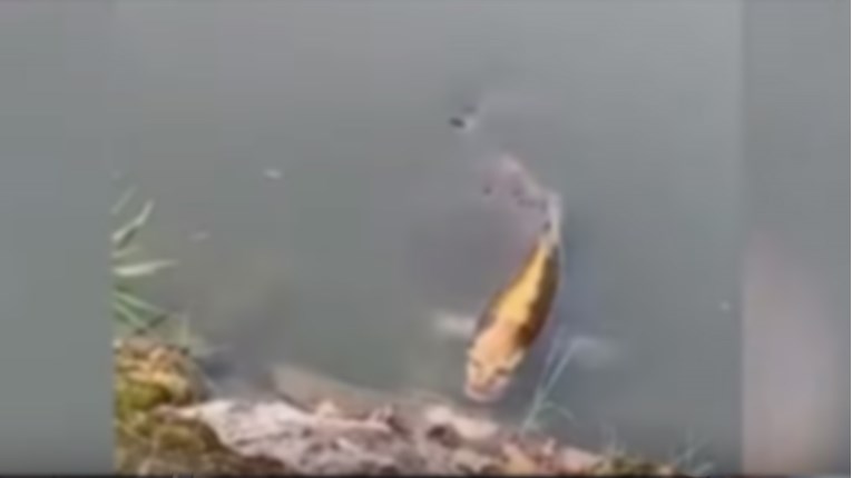 Bizarna riba s "ljudskim licem" snimljena u jezeru